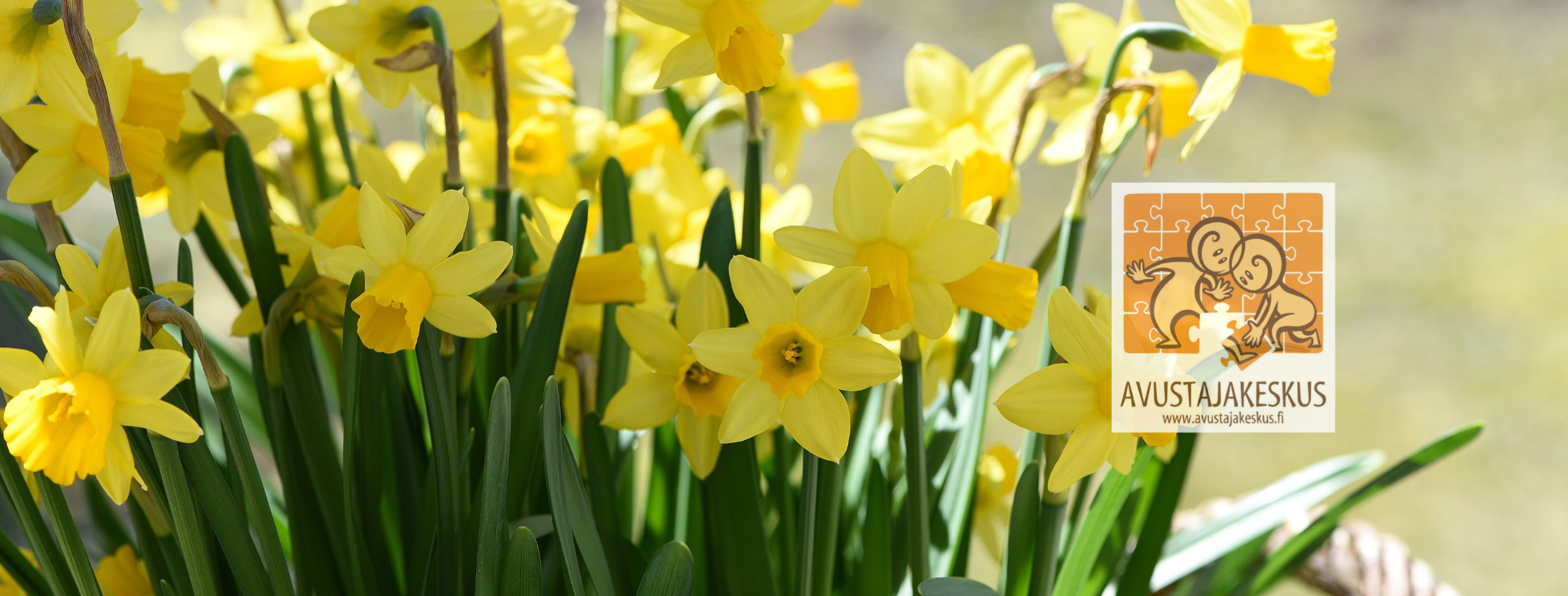 Kuvassa narsisseja ja avustajakeskuksen logo