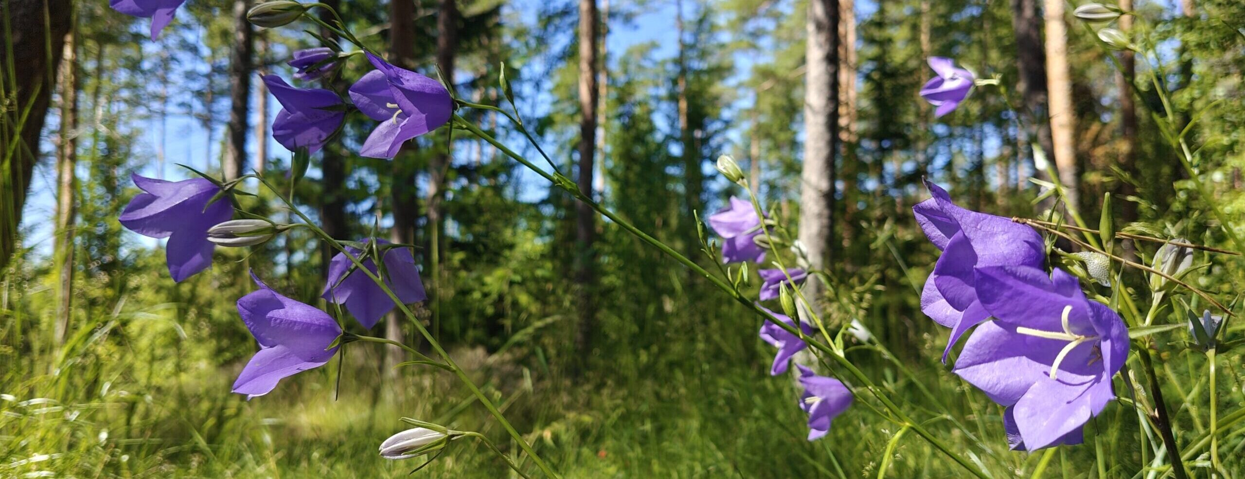 kuvassa häränkelloja